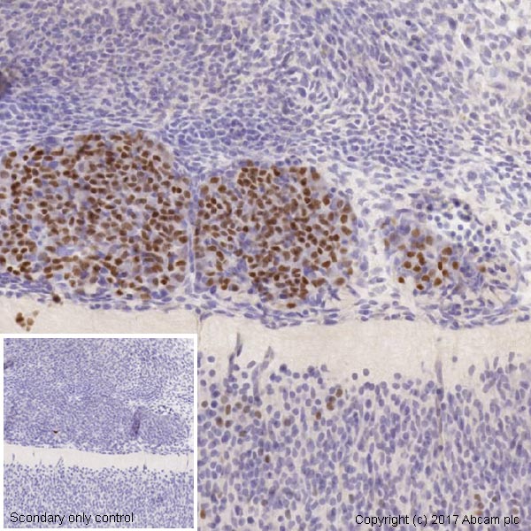 Immunohistochemistry (Formalin/PFA-fixed paraffin-embedded sections) - Anti-Islet 1 antibody - Neural Stem Cell Marker (AB20670)