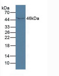 Western blot - Anti-ISLR antibody (AB232986)