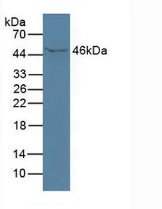 Western blot - Anti-ISLR antibody (AB232986)
