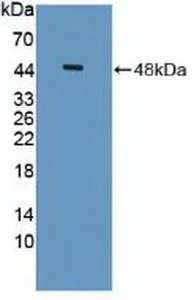Western blot - Anti-ISLR antibody (AB232986)