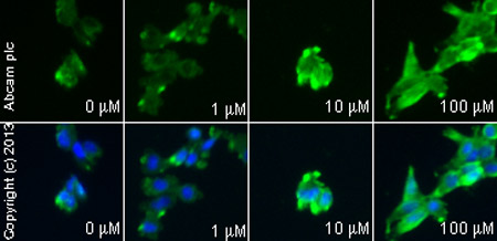 Functional Studies - Isobavachalcone, Akt inhibitor (AB141168), expandable thumbnail