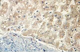 Immunohistochemistry (Formalin/PFA-fixed paraffin-embedded sections) - Anti-ISOC2 antibody (AB118201)