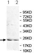 Western blot - Anti-ISOC2 antibody (AB118201)