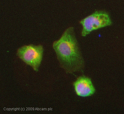 Immunocytochemistry/ Immunofluorescence - Anti-Isoleucyl tRNA synthetase antibody (AB31533)