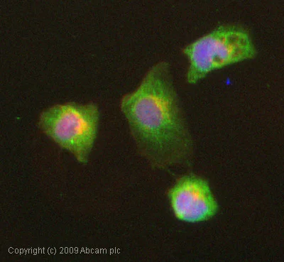 Immunocytochemistry/ Immunofluorescence - Anti-Isoleucyl tRNA synthetase antibody (AB31533)
