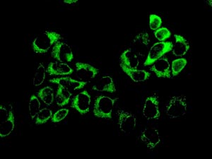 Immunocytochemistry/ Immunofluorescence - Anti-Isoleucyl tRNA synthetase antibody [EPR10266(B)] (AB151557), expandable thumbnail