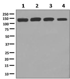 Western blot - Anti-Isoleucyl tRNA synthetase antibody [EPR10267] - BSA and Azide free (AB249075)