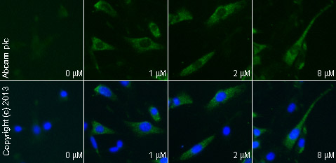 Functional Studies - Isoprenaline hydrochloride (Isoproterenol), Non-selective beta adrenoceptor agonist (AB120710), expandable thumbnail