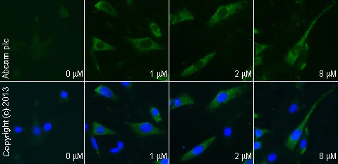 Functional Studies - Isoprenaline hydrochloride (Isoproterenol), Non-selective beta adrenoceptor agonist (AB120710)
