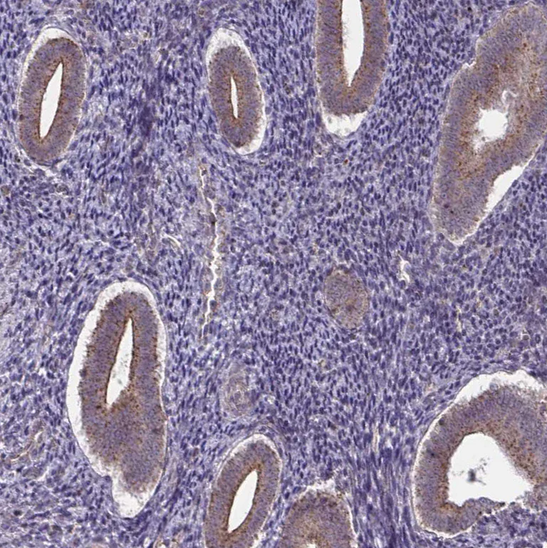 Immunohistochemistry (Formalin/PFA-fixed paraffin-embedded sections) - Anti-IST1 antibody (AB244502)