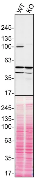 Western blot - Anti-ITCH/AIP4 antibody [32/Itch] - BSA and Azide free (AB280218)