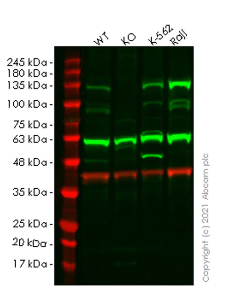 Western blot - Anti-ITCH/AIP4 antibody [32/Itch] - BSA and Azide free (AB280218)