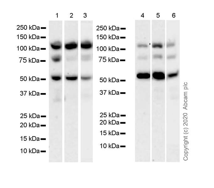 Western blot - Anti-ITCH/AIP4 antibody [32/Itch] - BSA and Azide free (AB280218)