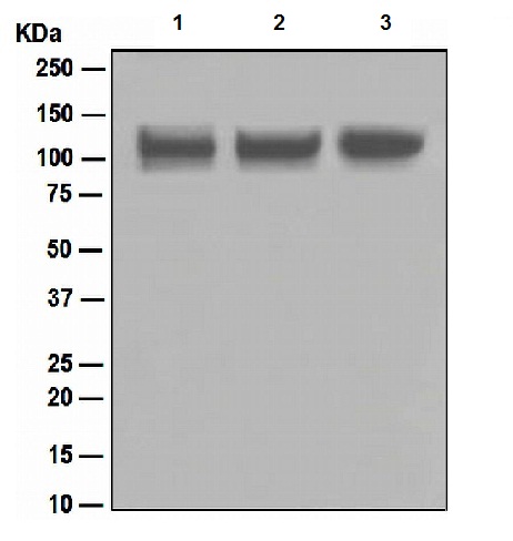 Western blot - Anti-ITCH/AIP4 antibody [EPR4936] (AB108515), expandable thumbnail