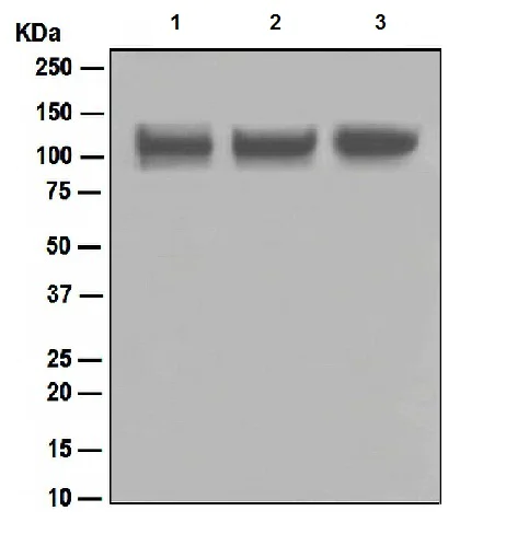 Western blot - Anti-ITCH/AIP4 antibody [EPR4936] (AB108515)