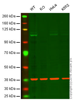 Western blot - Anti-ITCH/AIP4 antibody [EPR4936] (AB108515), expandable thumbnail