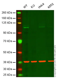 Western blot - Anti-ITCH/AIP4 antibody [EPR4936] (AB108515)