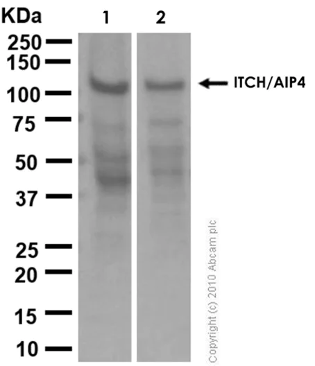 Western blot - Anti-ITCH/AIP4 antibody [EPR4936] - BSA and Azide free (AB247678)