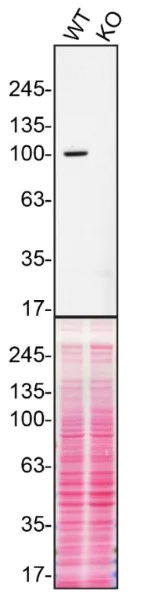 Western blot - Anti-ITCH/AIP4 antibody [EPR4936] - BSA and Azide free (AB247678)