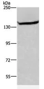 Western blot - Anti-ITGA11 antibody (AB198826)