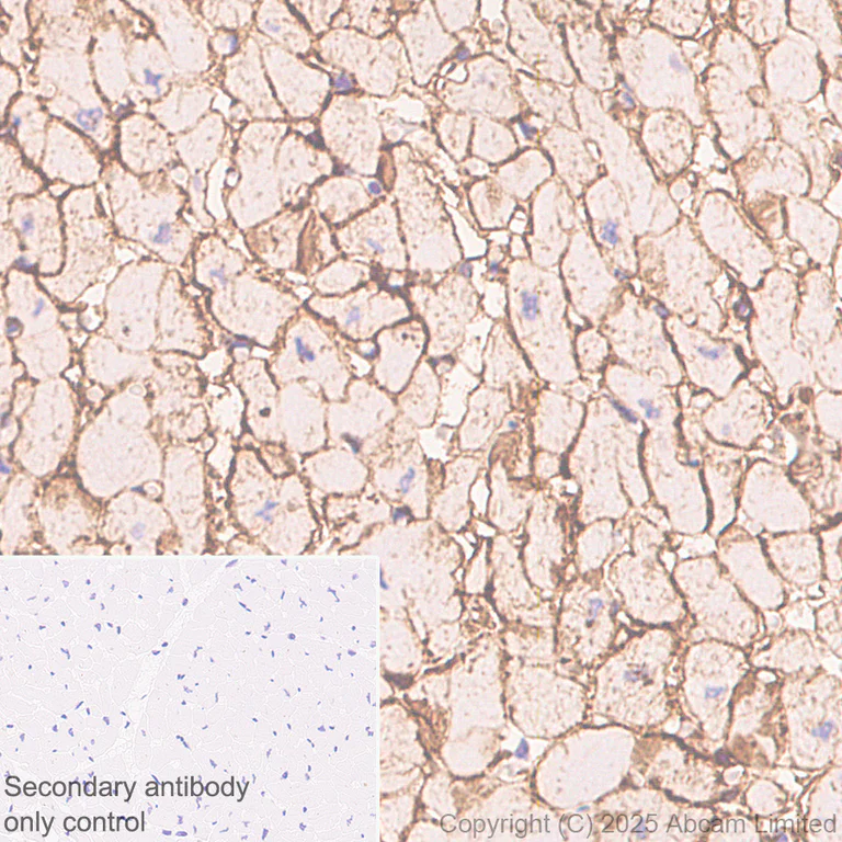 Immunohistochemistry (Formalin/PFA-fixed paraffin-embedded sections) - Anti-ITGA7 antibody [EPR28509-556] (AB325935)