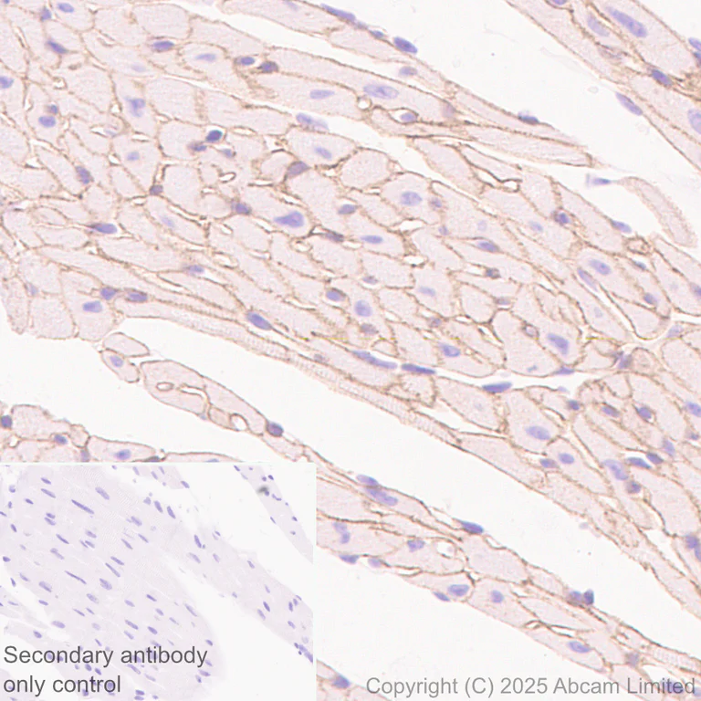 Immunohistochemistry (Formalin/PFA-fixed paraffin-embedded sections) - Anti-ITGA7 antibody [EPR28509-556] (AB325935)