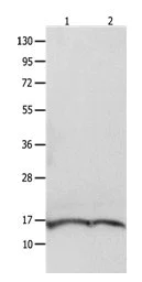 Western blot - Anti-ITGB3BP antibody (AB182773)