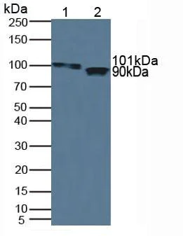 Western blot - Anti-ITIH1/SHAP antibody (AB233032)