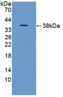 Western blot - Anti-ITIH1/SHAP antibody (AB233032)