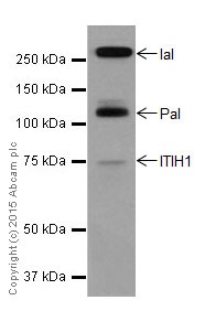 Western blot - Anti-ITIH1/SHAP antibody [EPR17138-29] - BSA and Azide free (AB251413), expandable thumbnail