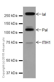 Western blot - Anti-ITIH1/SHAP antibody [EPR17138-29] - BSA and Azide free (AB251413)