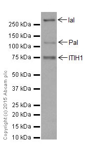 Western blot - Anti-ITIH1/SHAP antibody [EPR17138-29] - BSA and Azide free (AB251413), expandable thumbnail
