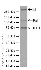 Western blot - Anti-ITIH1/SHAP antibody [EPR17138-29] - BSA and Azide free (AB251413)