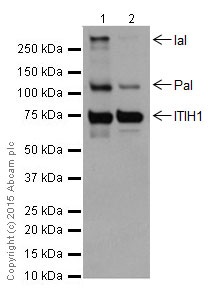 Western blot - Anti-ITIH1/SHAP antibody [EPR17138-29] - BSA and Azide free (AB251413), expandable thumbnail