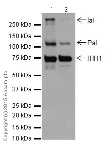 Western blot - Anti-ITIH1/SHAP antibody [EPR17138-29] - BSA and Azide free (AB251413)