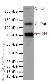 Western blot - Anti-ITIH1/SHAP antibody [EPR17138-29] - BSA and Azide free (AB251413), expandable thumbnail