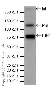 Western blot - Anti-ITIH1/SHAP antibody [EPR17138-29] - BSA and Azide free (AB251413)