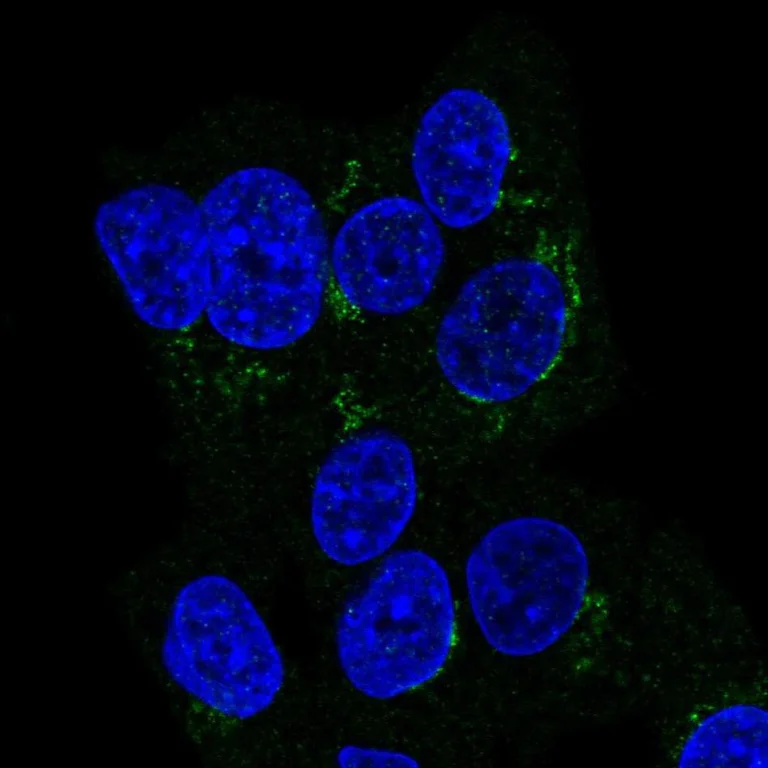 Immunocytochemistry/ Immunofluorescence - Anti-ITIH2/SHAP antibody (AB254773)
