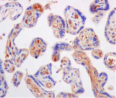 Immunohistochemistry (Formalin/PFA-fixed paraffin-embedded sections) - Anti-ITIH4 antibody [EPR11233(2)] - BSA and Azide free (AB240221)