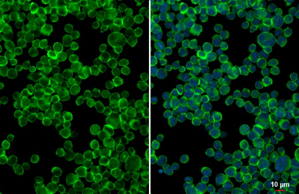 Immunocytochemistry/ Immunofluorescence - Anti-ITK antibody [HL1264] (AB308352), expandable thumbnail