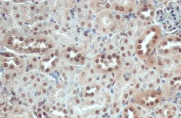 Immunohistochemistry paraffin embedded sections - Anti-ITK antibody [HL1264] (AB308352)