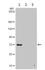 Western blot - Anti-ITK/EMT antibody (AB137359)