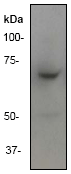 Western blot - Anti-ITK/EMT antibody [Y401] - BSA and Azide free (AB157243)