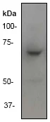 Western blot - Anti-ITK/EMT antibody [Y401] - BSA and Azide free (AB157243)