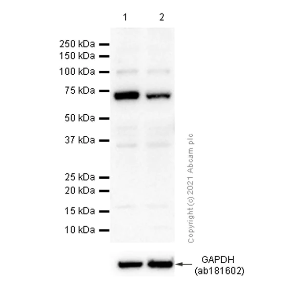 Western blot - Anti-ITK/EMT antibody [Y401] - BSA and Azide free (AB157243)