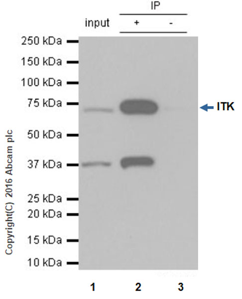 Immunoprecipitation - Anti-ITK/EMT antibody [Y402] - BSA and Azide free (AB157802), expandable thumbnail