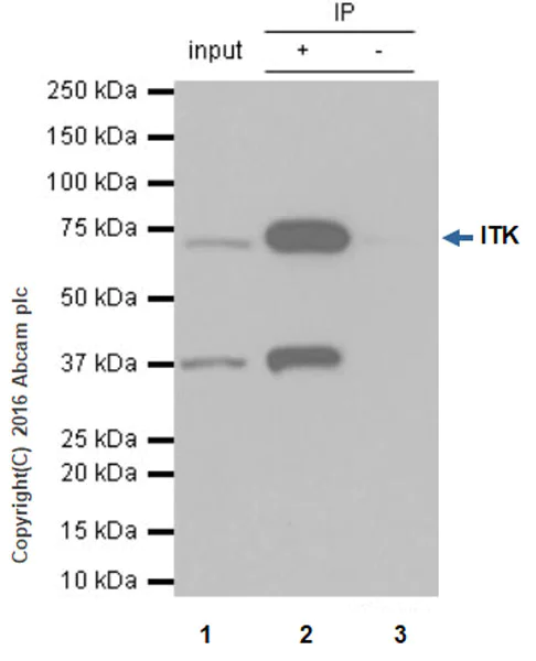 Immunoprecipitation - Anti-ITK/EMT antibody [Y402] - BSA and Azide free (AB157802)
