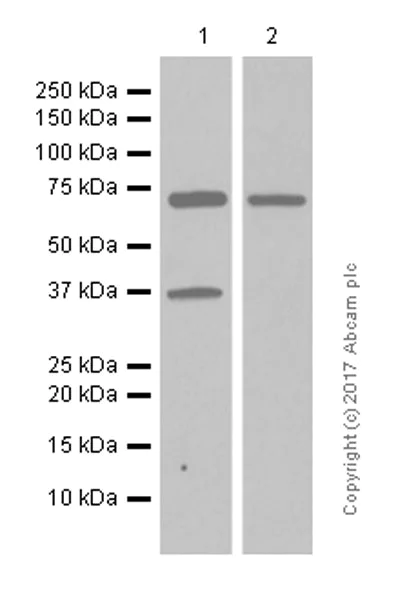 Western blot - Anti-ITK/EMT antibody [Y402] - BSA and Azide free (AB157802)