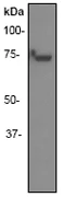 Western blot - Anti-ITK/EMT antibody [Y402] - BSA and Azide free (AB157802)