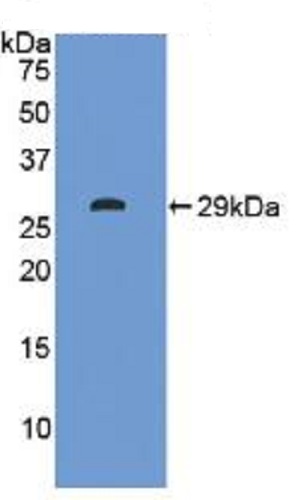 Western blot - Anti-ITLN1 antibody (AB232885), expandable thumbnail